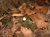 Autumn leaves and fungus_1